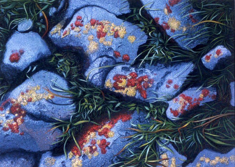 Lichen and Rocks -- artwork &copy; Shelley Martin